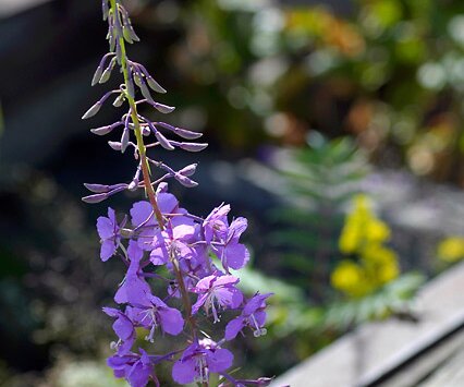 _DSC0039 Flower