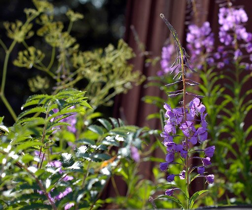 _DSC0042 Flowers in front of a windmill