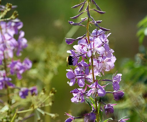 _DSC0043 Flower