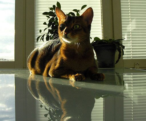 _DSC0034 Dumle in the Kitchen, enjoying afternoon sun