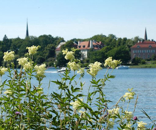 _DSC0087 Flowers at Djurgården