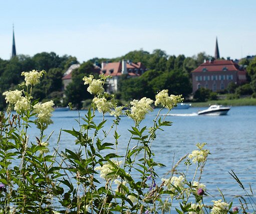 _DSC0089 Flowers at Djurgården