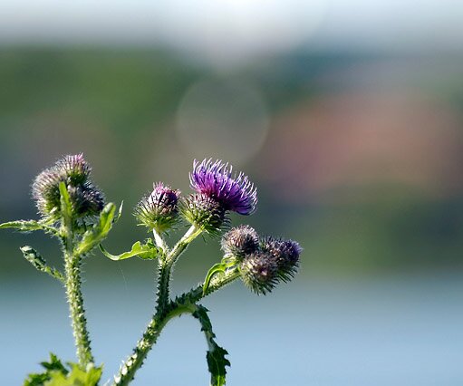 _DSC0092 Flower