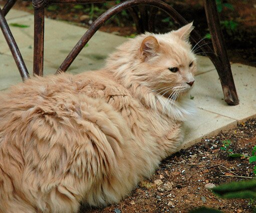 DSC_0007 Rozalinos, my brother's cat
