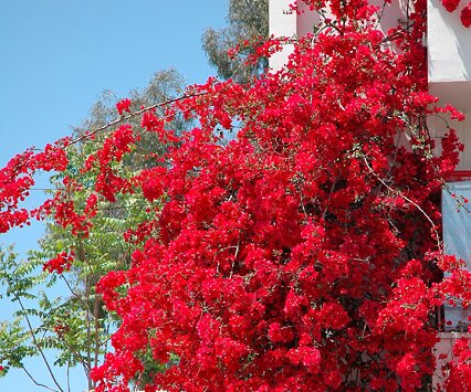 DSC_0040 A bouganville in Limassol