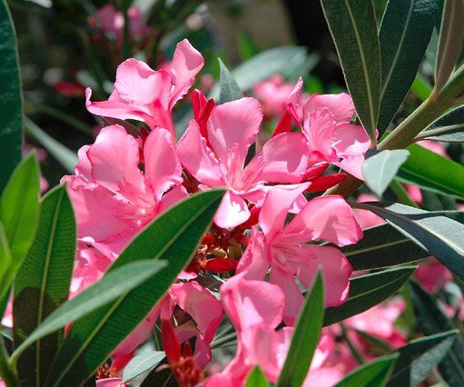 DSC_0041 Rhododendron