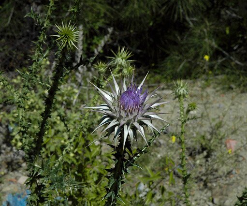 Flower in mountain Some kind of flower in the Troodos Mountains