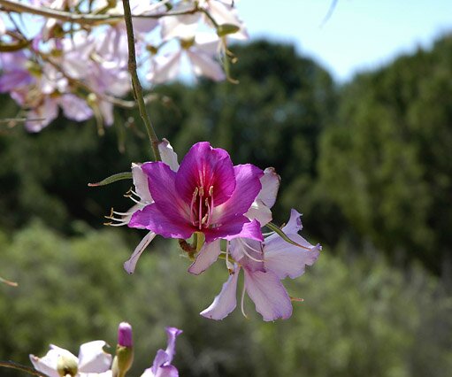 _DSC0068 Flower of the Camel Foot tree, Nicosia