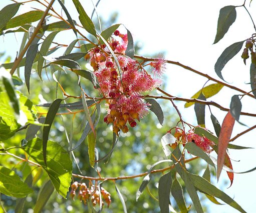_DSC0069 Red Acacia in Nicosia