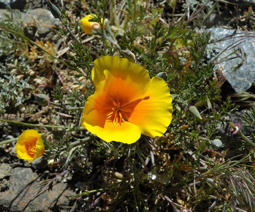 _DSC0091 Flower on the Troodos mountain