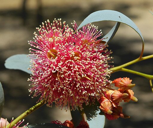 _DSC0121 Red Acacia, Nicosia