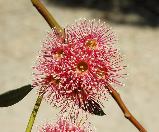 _DSC0124 Red Acacia, Nicosia