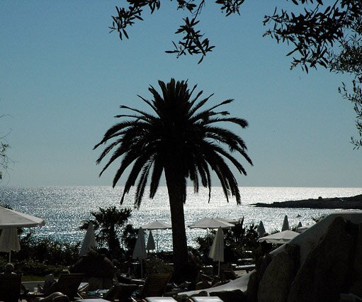 Coral Palm Palm tree in Pafos