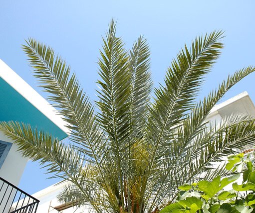 Palm tree The palm tree in our garden in Nicosia