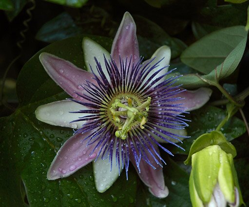 _DSC0006 Flower in our garden, Nicosia