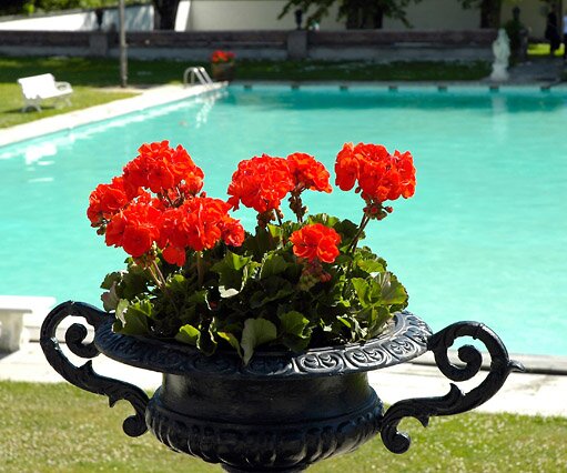 _DSC0160 Flowers