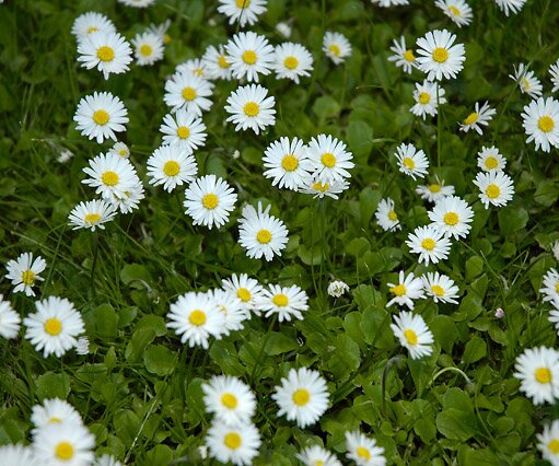 _DSC0180 Flowers on the lawn