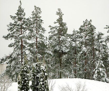 _DSC0008 Winter in Segeltorp