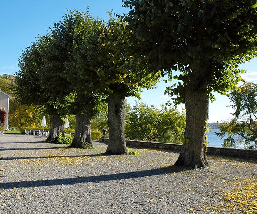 _DSC0057 Trees in the afternoon sun at Södertuna castle