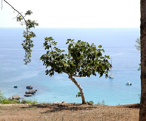_DSC0168 A fig tree at Konnos