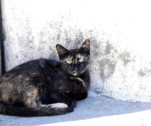 _DSC0078 Cat in Omodos