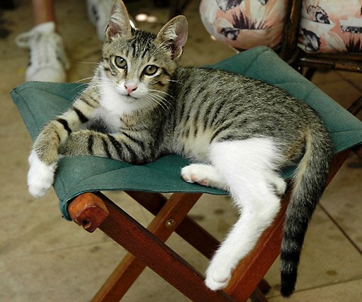 _DSC0048 Grizzy, at my brother's place in limassol