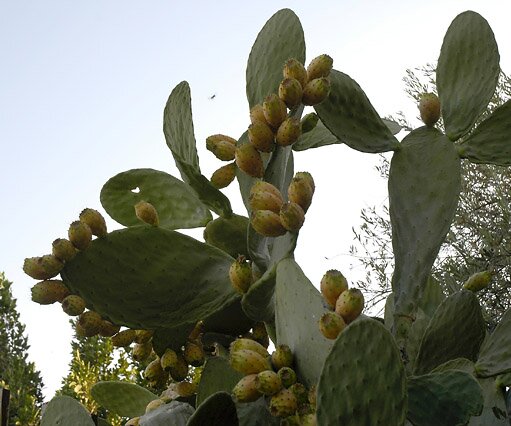 _DSC0069 Cactus tree with fruit, in our garden in Nicosia