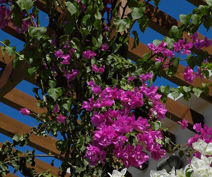 _DSC0071 Bouganville at the hotel in Protaras
