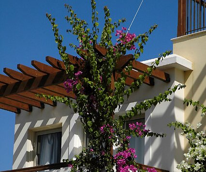 _DSC0072 Bouganville at the hotel in Protaras