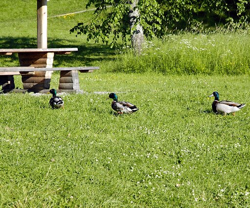 _DSC0096 Ducks where we stopped for a coffee break