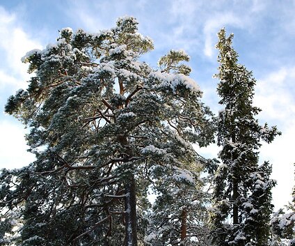 _DSC0040 Trees in the neighborhood