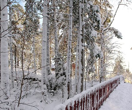 _DSC0043 Snow