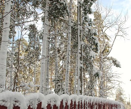 _DSC0045 Snow