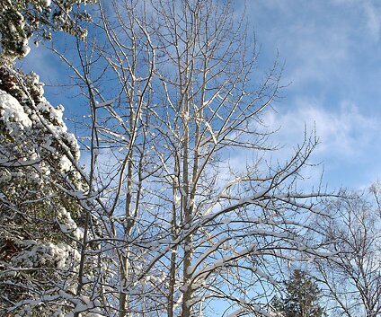_DSC0047 Trees in the neighborhood