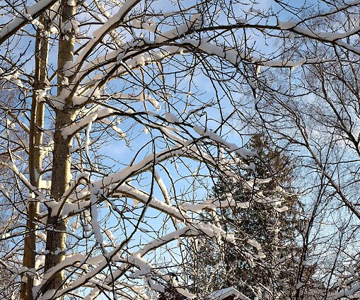 _DSC0048 Snow on the branches