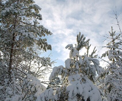 _DSC0051 Snow on the trees