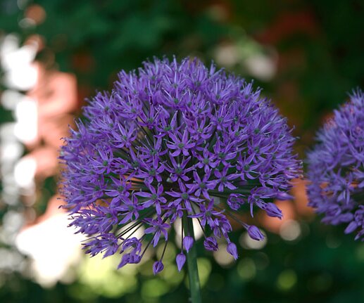 _DSC0065 Purple flower at Stora skuggan.