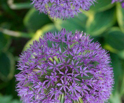 _DSC0067 Purple flower at Stora skuggan.