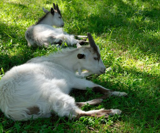 _DSC0070 Goats resting at Stora skuggan.