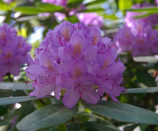 _DSC0075 Pink Rhododendron in the Bergianska garden.