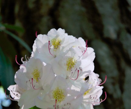 _DSC0078 White Rhododendron in the Bergianska garden.