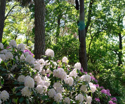 _DSC0079 Rhododendron in the Bergianska garden.