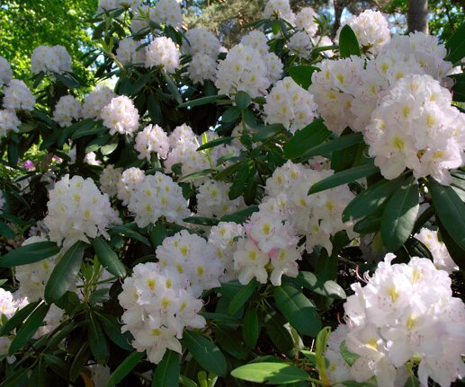 _DSC0082 White Rhododendron in the Bergianska garden.