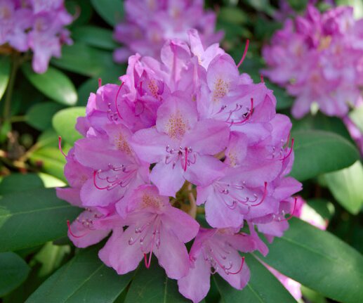 _DSC0085 Pink Rhododendron in the Bergianska garden.