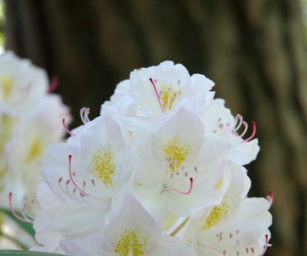 _DSC0090 White Rhododendron in the Bergianska garden.