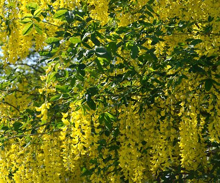 _DSC0092 Tree with yellow flowers.