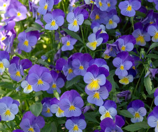 _DSC0095 Flowers.