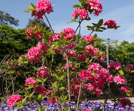 _DSC0097 Flowers.