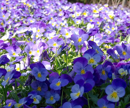 _DSC0098 Flowers.
