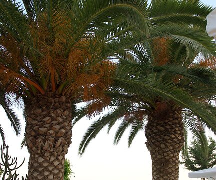 _DSC0015 Palm trees in the garden of the hotel.